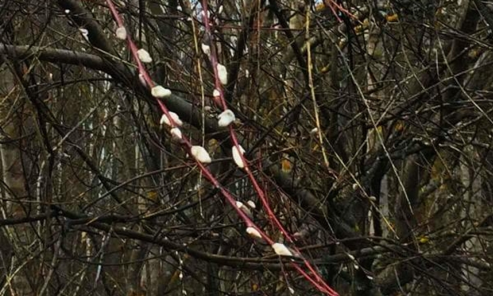 В Чернобыльскую зону пришла весна: здесь уже распустилась верба (фото) Фото Оксани Красюн