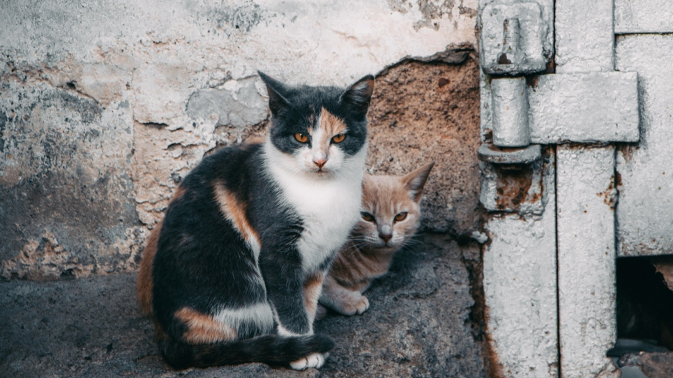 Фото з відкритих джерел