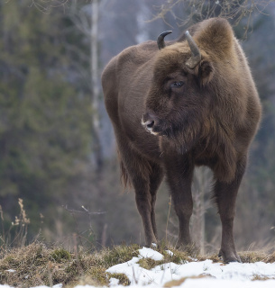 Всесвітній день відновлення дикої природи як маніфест нового життя