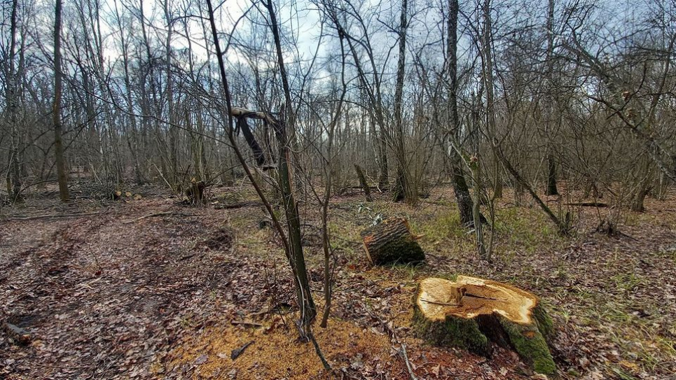 Через недолугі рубки лісу під загрозою опинилися червонокнижні птахи Фото: Валерій Воротник