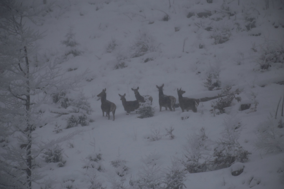 В Карпатах фотограф сфотографував оленів в лісі (фото) Ввсі фото: Мирон Марецький