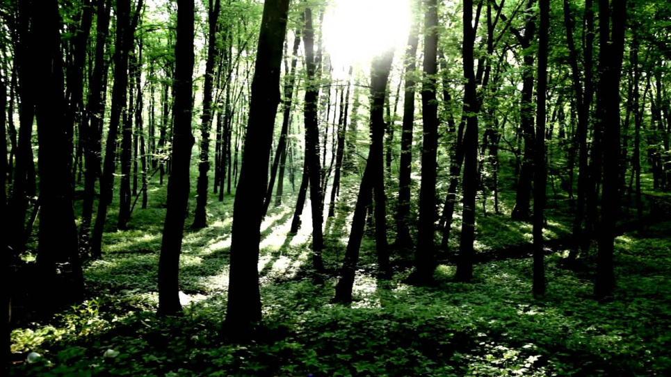 Держгеокадастр саботує винесення меж Біличанського лісу Фото з відкритих джерел