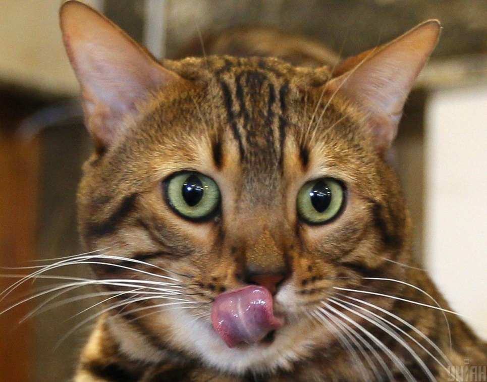 Пожежники разом з одеситами рятували кішку, яка в морози три дні сиділа на дереві (відео) Фото - УНІАН