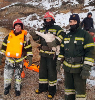 Як на Одещині рятували лебедів від крижиної смерті (фото)