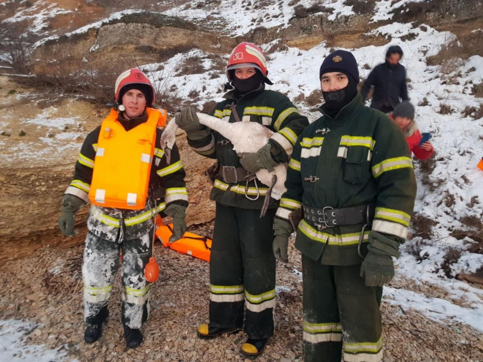 Як на Одещині рятували лебедів від крижиної смерті (фото)