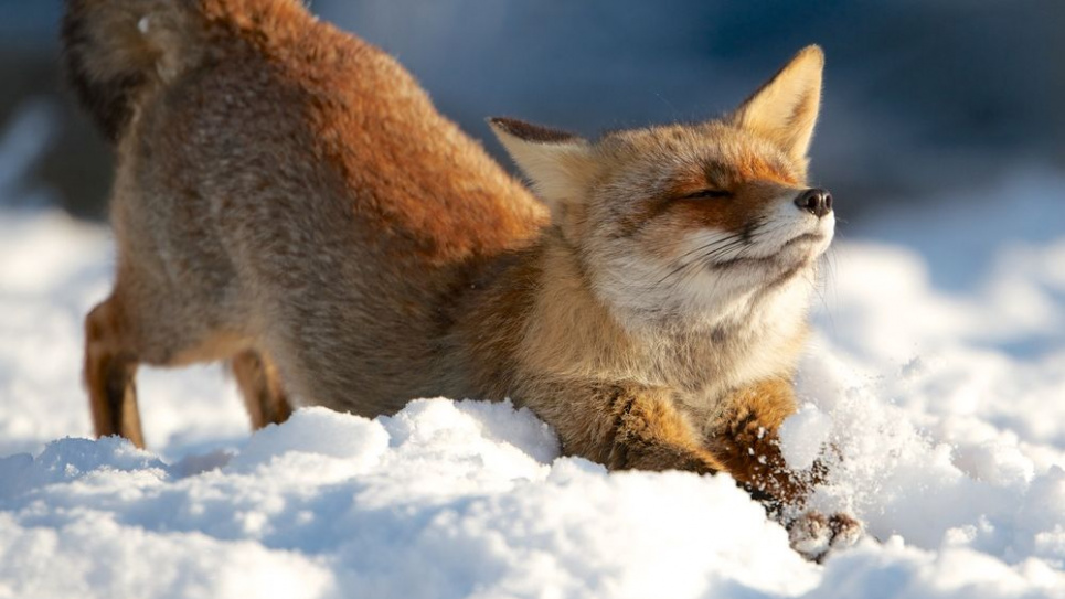 Мороз загнав лисиць на вулиці Санкт-Петербурга