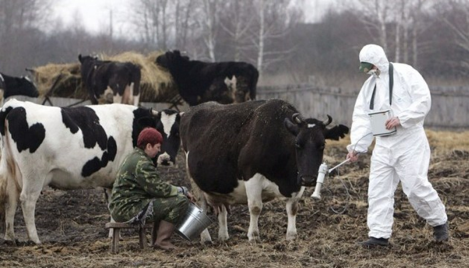 Під Чорнобилем помітили стадо здичавілих тварин (фото) Фото ілюстративне