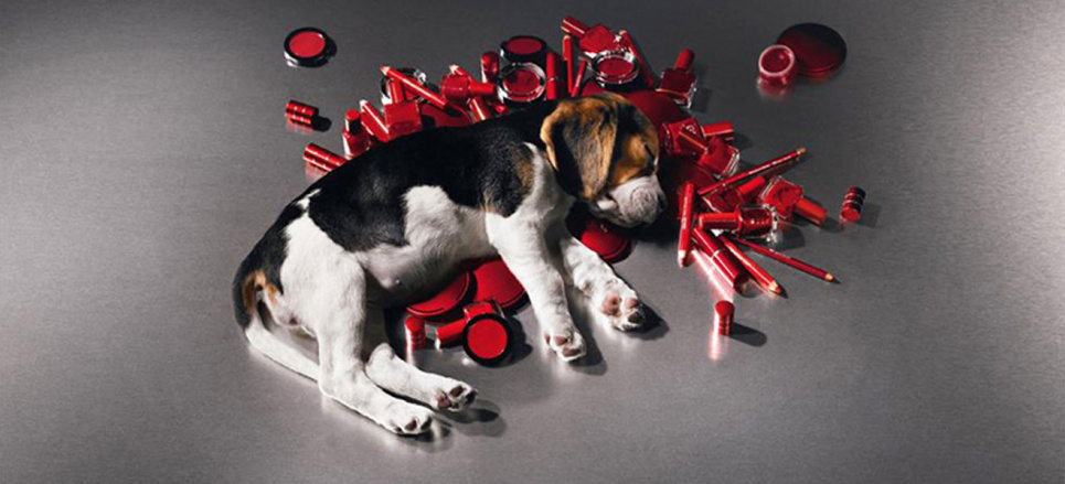 Кабмін заборонив тестування косметики на тваринах  Фото: Українська правда