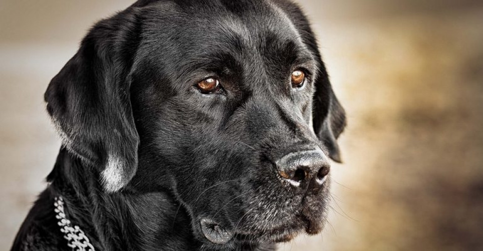 Раніше від дітей так відмовлялися: чоловік кинув собаку і лишив записку (відео) Фото ілюстративне