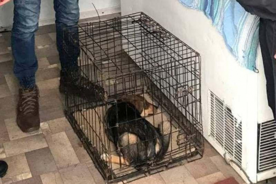 У Черкасах живодер по-звірячому бив власного пса (фото)