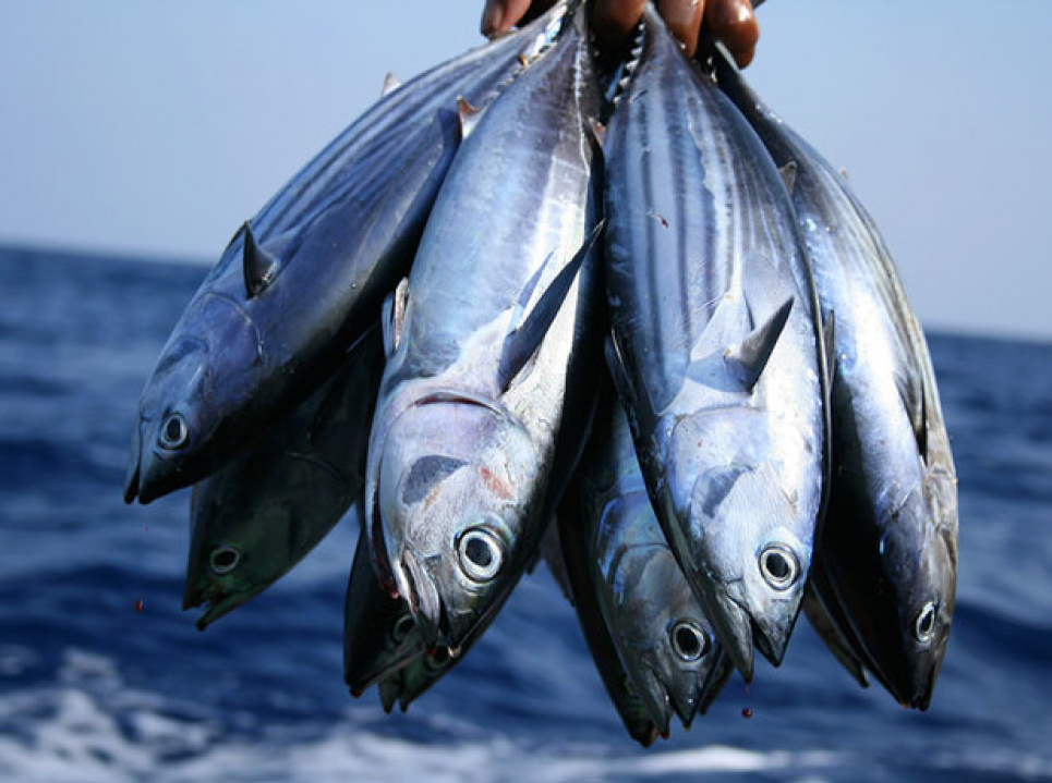 Які десять видів риби краще не їсти: харчування має бути безпечним