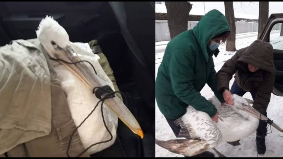 Під Одесою врятували рідкісного червонокнижного пелікана (відео, фото)