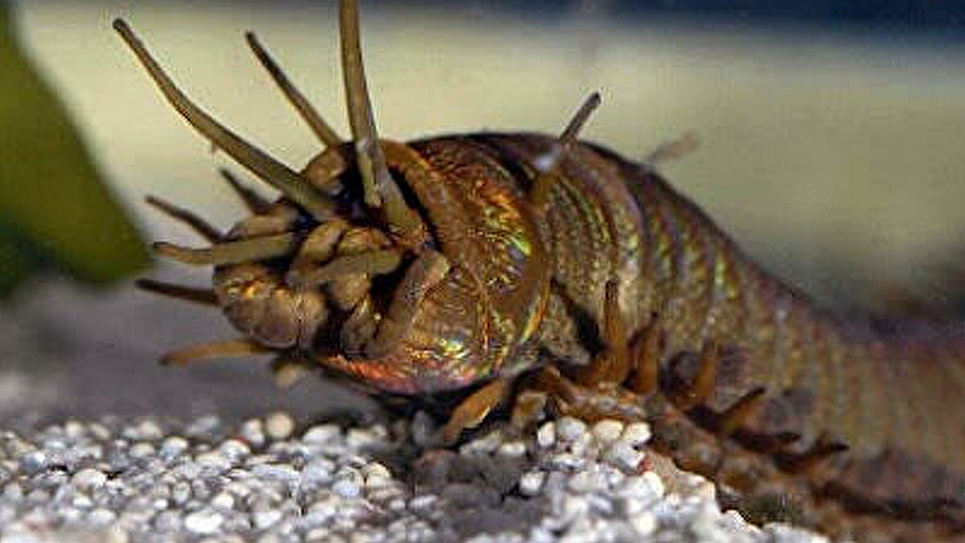 Біля берегів Тайваню знайшли нори гігантських черв'яків (фото)