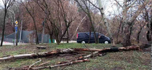Сильний вітер повалив у Києві кілька десятків дерев
