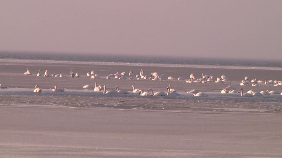 На Херсонщині зимує величезна зграя лебедів (відео) Суспільне Херсон