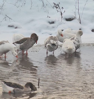 На Хмельниччині існує незвичне озеро, вода в якому завжди тепла (відео) Фото: Суспільне