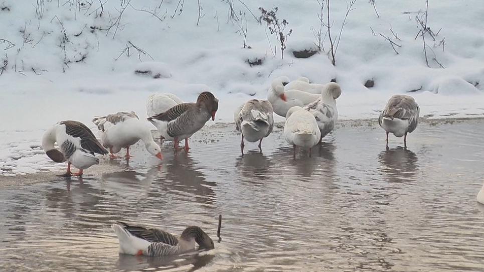 На Хмельниччині існує незвичне озеро, вода в якому завжди тепла (відео) Фото: Суспільне