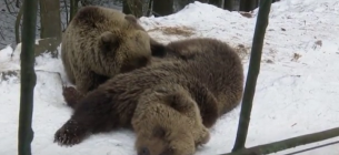 Ведмеді забули про зимову сплячку