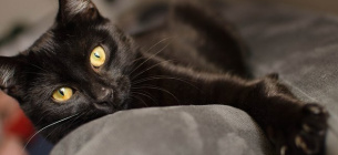 В Киеве от смерти в огне спасли черного кота 