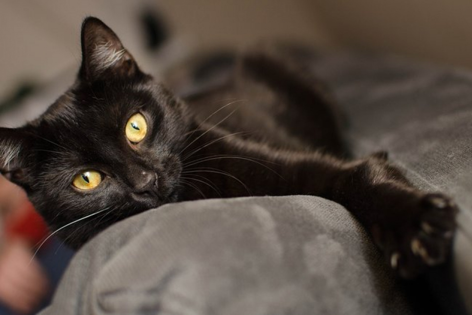 У Києві від смерті у вогні врятували чорного кота 