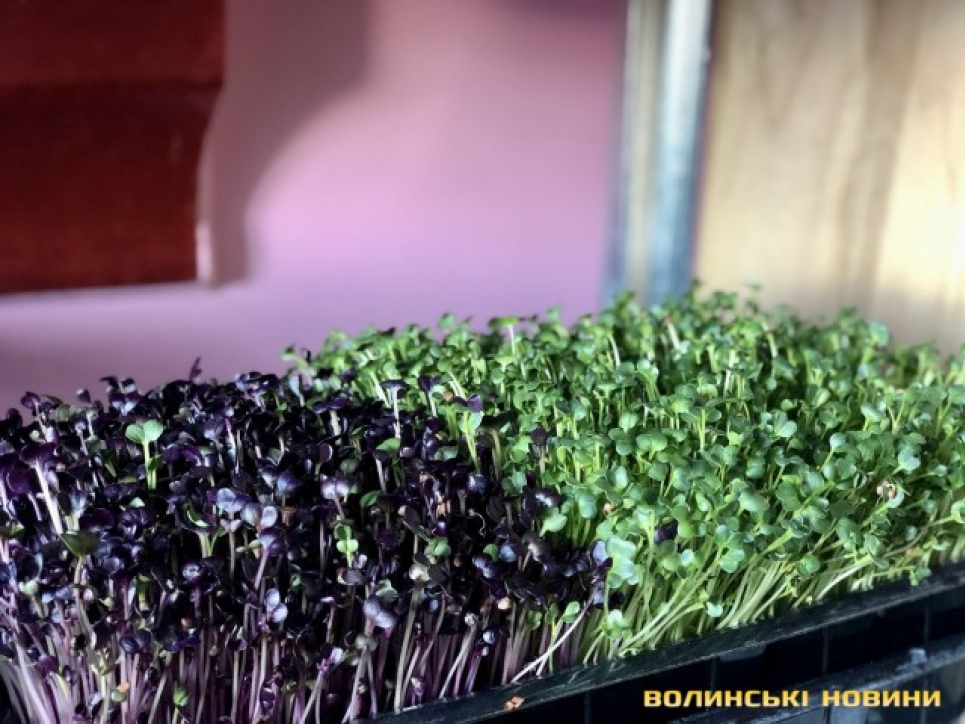 Господиня з Луцька поділилася секретами, як вирощувати мікрозелень у себе в квартирі (фото) Фото "Волинські новини" - Мініферма у квартирі