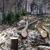 Вырубка леса 