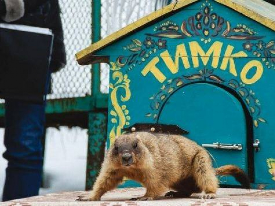 Що передрік Україні бабак з Харківщини (відео) Тимко ІІІ зробив прогноз, коли прийде весна