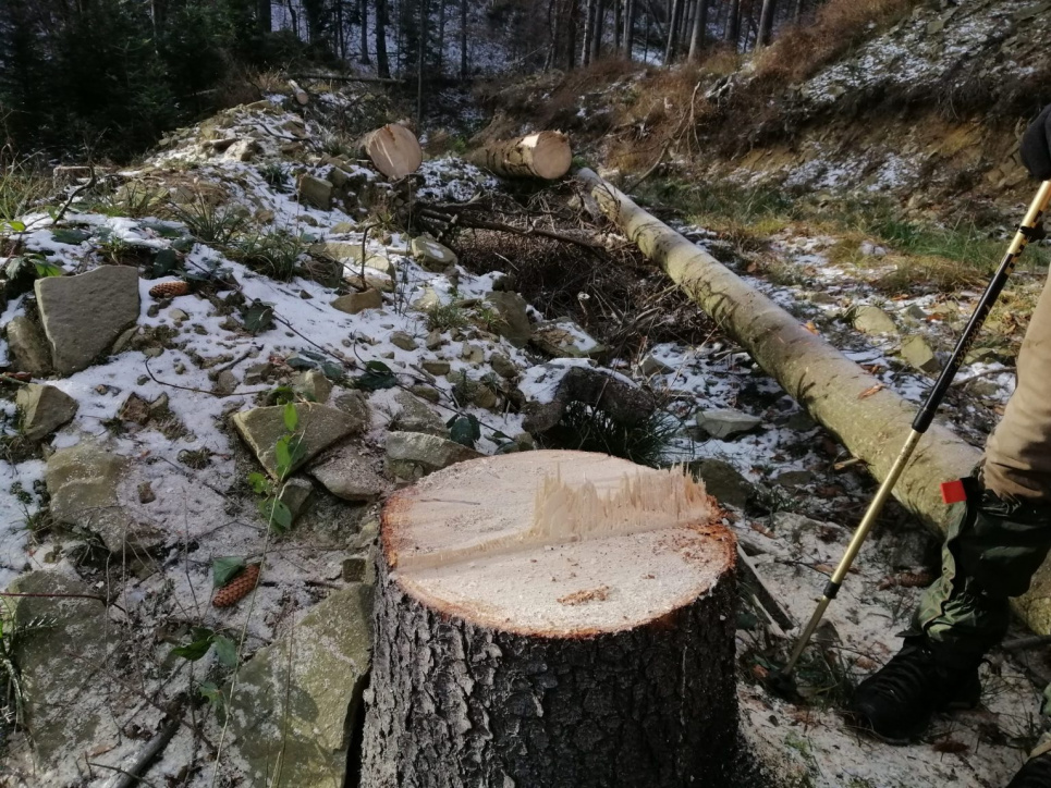 На Закарпатті вирубили понад сотню дубів, майстр лісу піде за грати Вирубка лісу. Фото ілюстративне