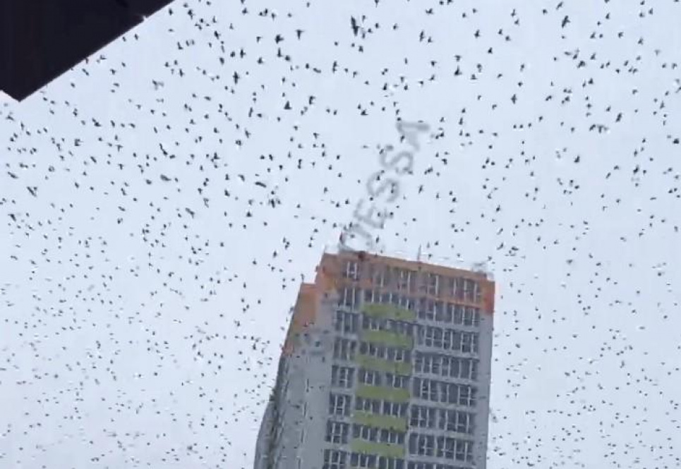 В Одесі нашестя шпаків шокувало людей (відео)