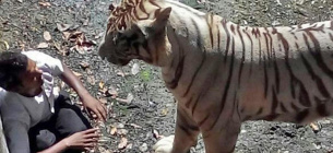 Тигр напав на чоловіка у зоопарку