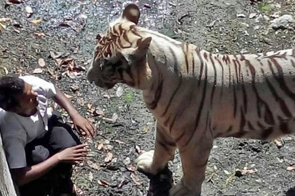 Тигр напав на чоловіка у зоопарку