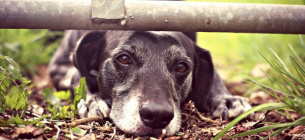  На Рівненщині виявили собаку, яка тиждень була без їжі з покійним господарем