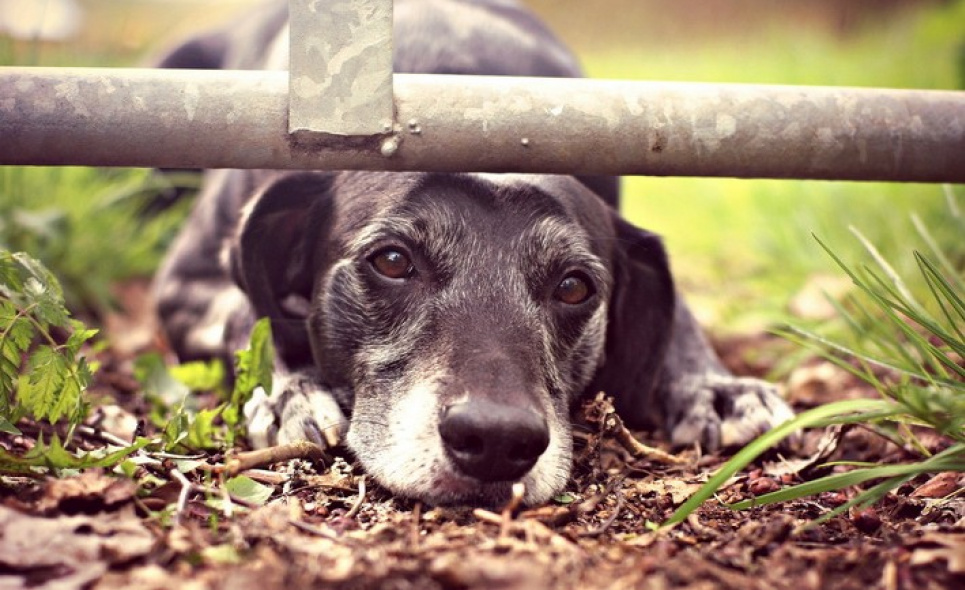  На Рівненщині виявили собаку, яка тиждень була без їжі з покійним господарем