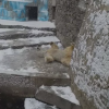 Животные играют в снегу