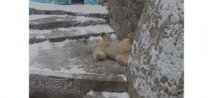 Тварини граються у снігу