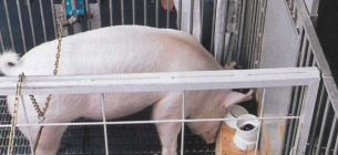 Усі свині змогли виконати завдання з ефективністю понад 50%.