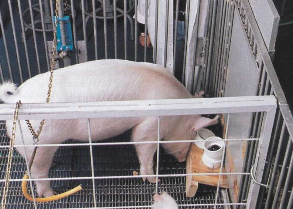 Усі свині змогли виконати завдання з ефективністю понад 50%.