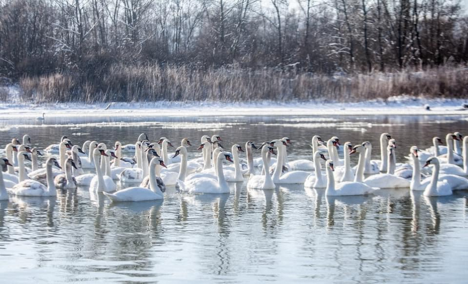 Прості українці зібрали тисячі гривень на порятунок 400 лебедів