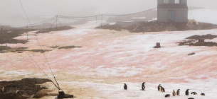 Фото Євген Прокопчук - Сніг в Антарктиді став кольоровим