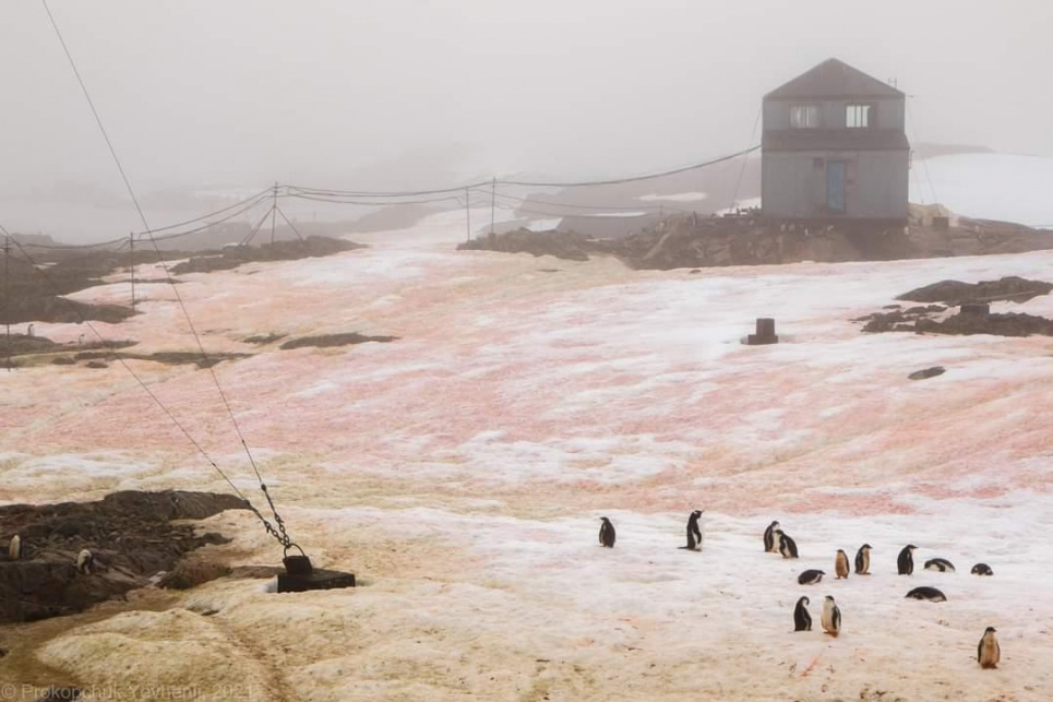 Фото Євген Прокопчук - Сніг в Антарктиді став кольоровим