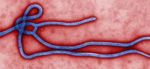 Нові випадки Еболи в Гвінеї