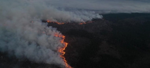 Екологи пропонують відокремити чорнобильські ліси протипожежними смугами