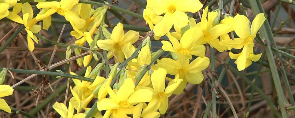 В оранжереї Запорізького ботанічного саду квітне жасмин (фото) В оранжереї Запорізького ботанічного саду квітне жасмин. Фото: Суспільне