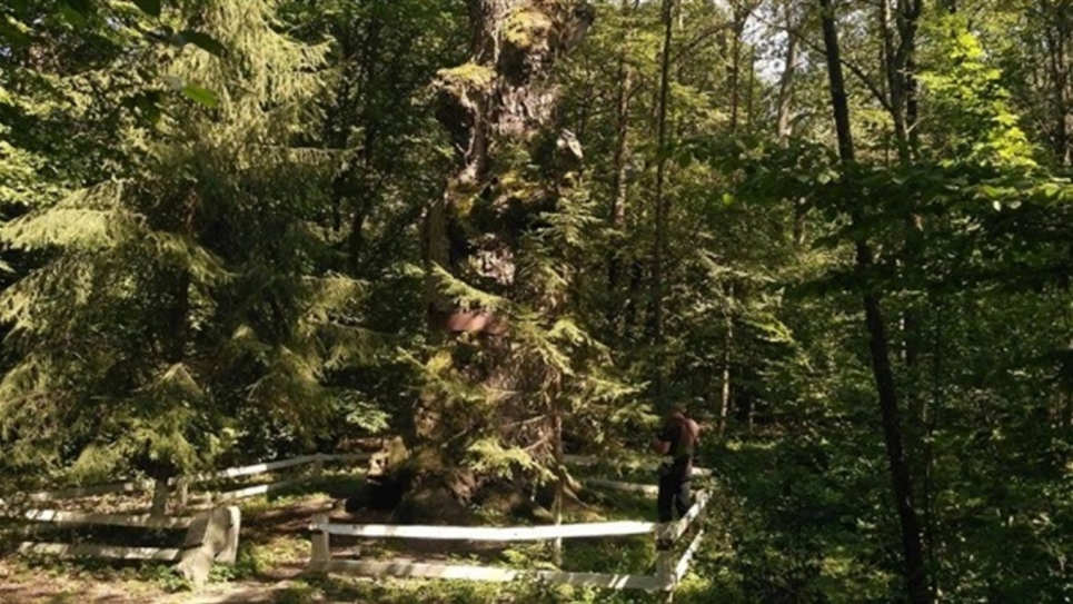 На території новоствореного національного парку росте дуб, якому понад тисяча років.