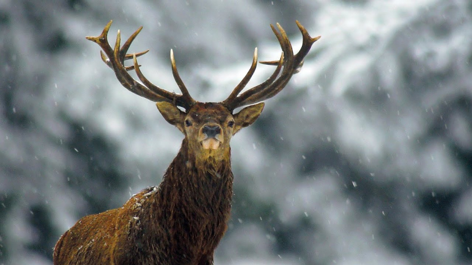 Зима для оленів - не найкращий час у дикій природі 