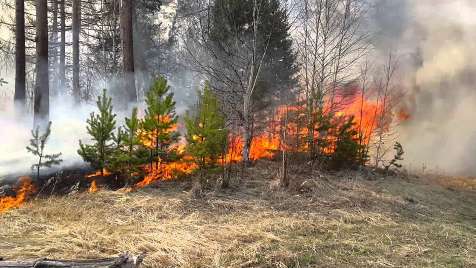 Депутати посилили охорону лісів від пожеж 