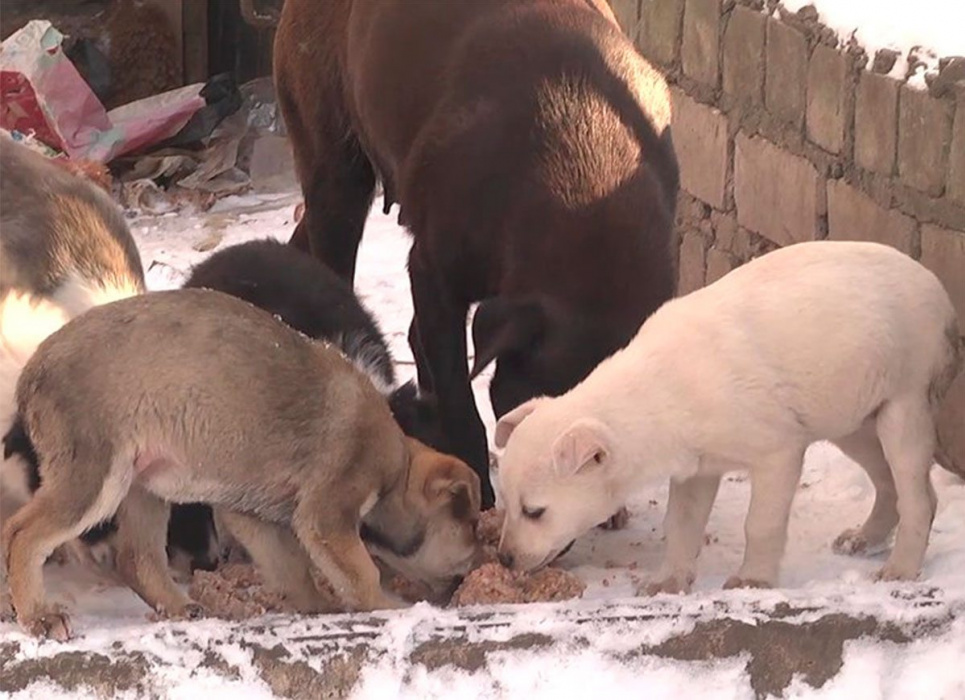 У Херсоні добровольці створили службу порятунку вуличних тварин (відео, фото) Добровольці створили службу порятунку вуличних тварин
