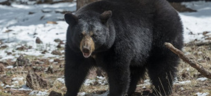 По мнению специалистов, на женщину напал черный медведь