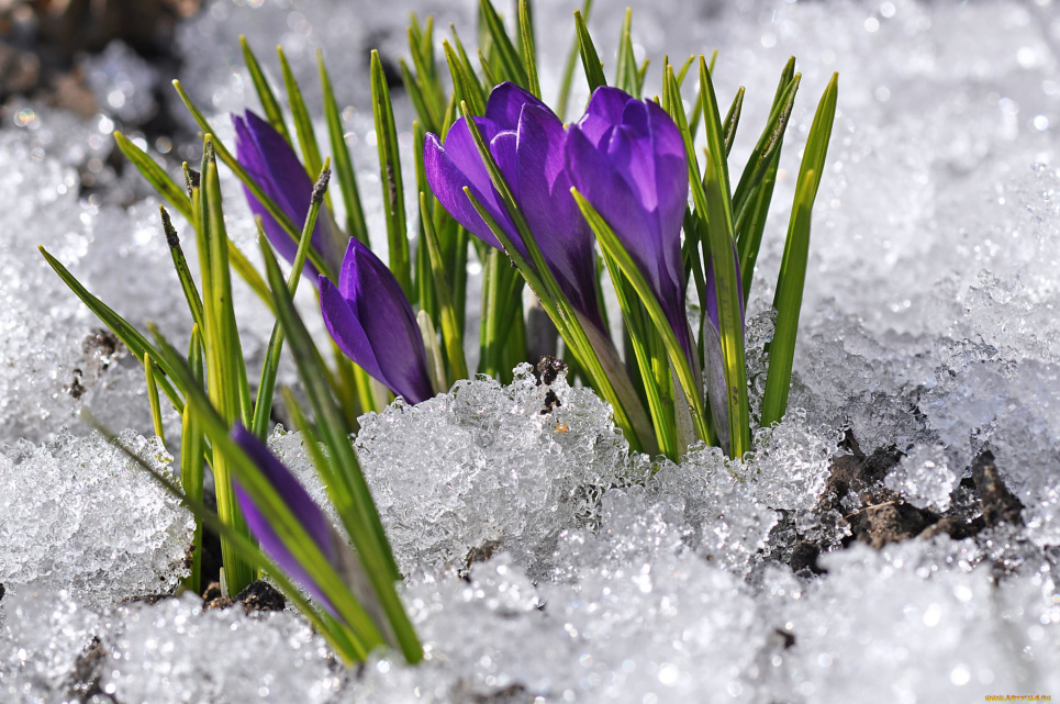 В Украину идет весна 