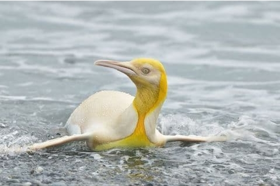 Жовтий королівський пінгвін, якого сфотографував фотограф із Бельгії, приніс чоловікові світову популярність